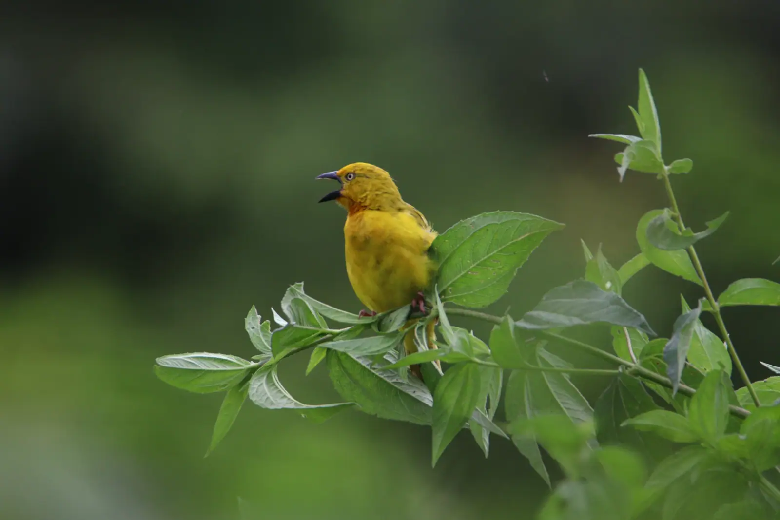Your first birding walk starts with curiosity.