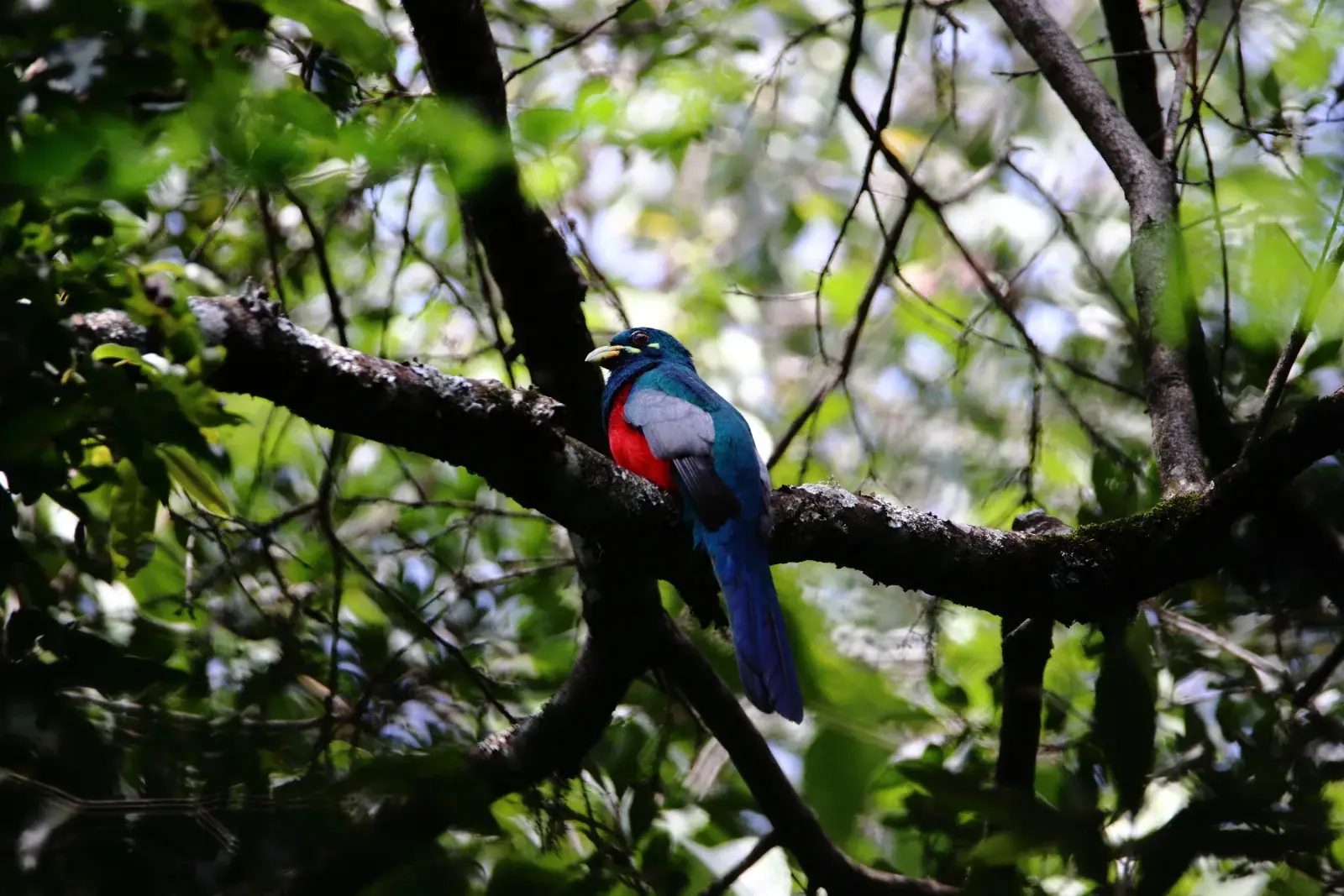 Narina trogon